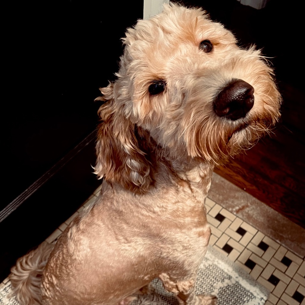 Meet your Posher, Nicholas